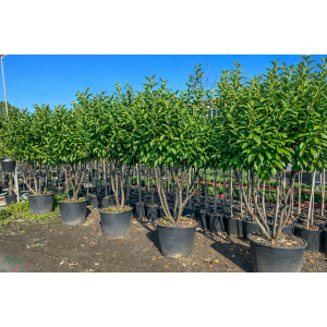 Vavrínovec lekársky (Prunus Laurocerasus) ´NOVITA´ - výška 150-180 cm, kont. C80L (-21°C) VIACKMENNÝ